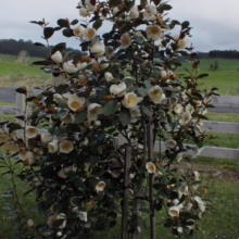 Michelia 'Gracipes' (Michelia) tree.