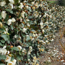 Michelia 'Gracipes' (Michelia) hedge.