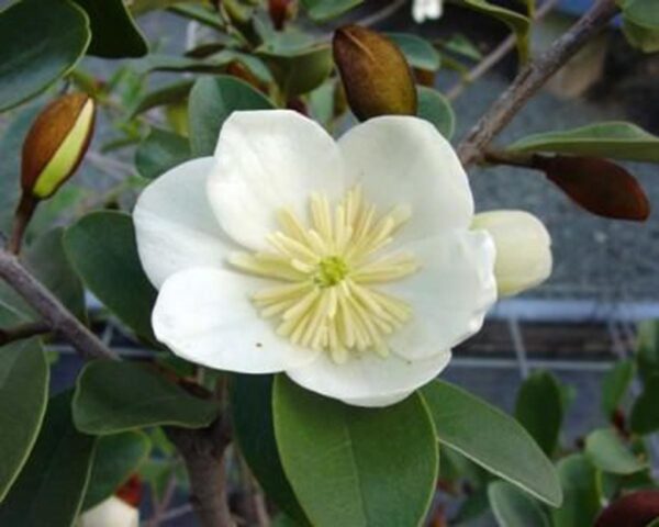 <i>Michelia yunnanensis</i> 'Princess Isabella'