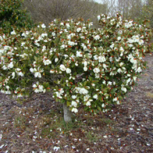 Michelia yunnanensis 'Velvet and Cream' (Evergreen Magnolia) bush.