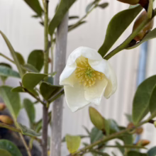Michelia yunnanensis 'Velvet and Cream' (Evergreen Magnolia) open flower.