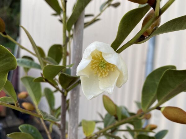 <i>Michelia yunnanensis</i> 'Velvet And Cream' - Image 3