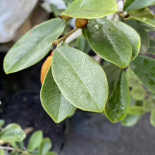 Michelia yunnanensis 'Velvet and Cream' (Evergreen Magnolia) foliage.