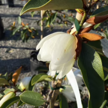 Michelia 'Lemon Fragrant' (Michelia) opening flower.