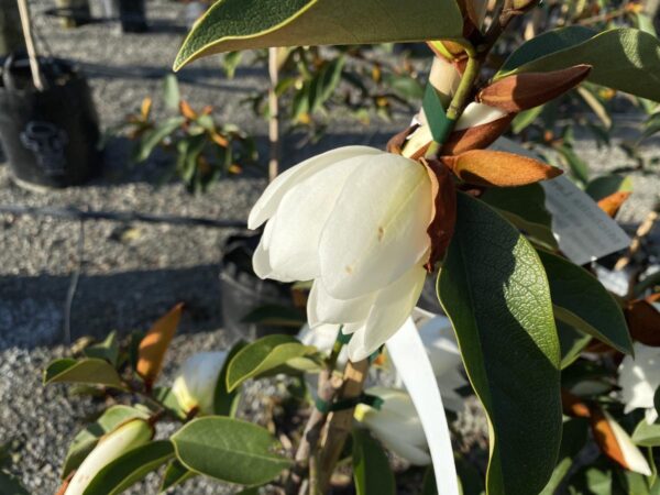 <i>Michelia</i> 'Lemon Fragrant' - Image 3