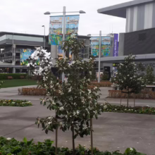 Michelia 'Lemon Fragrant' (Michelia) staked.