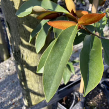 Michelia 'Lemon Fragrant' (Michelia) leaf.