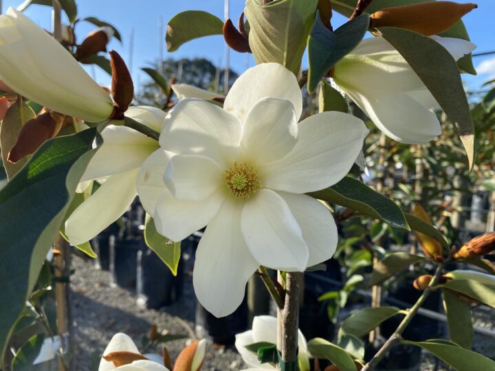 Winter Trees That Make Your Garden Feel Alive 2 Michelia 'Lemon Fragrant' Flower