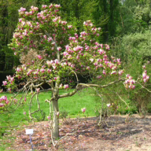 Magnolia liliiflora 'Nigra' (Lily Magnolia) small tree.