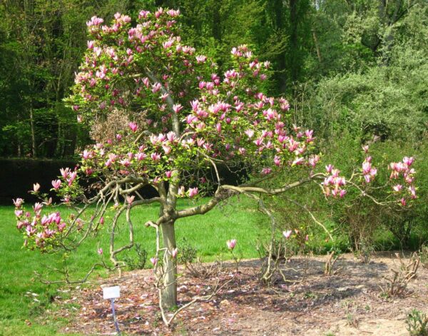 <i>Magnolia liliiflora</i> 'Nigra' - Image 2