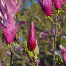 Magnolia liliiflora 'Nigra' (Lily Magnolia) bud.
