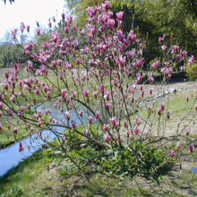 Magnolia liliiflora 'Nigra' (Lily Magnolia) flowering bush.