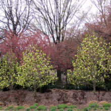 Magnolia 'Lois' (Magnolia) trees.