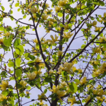 Magnolia 'Lois' (Magnolia) branches.