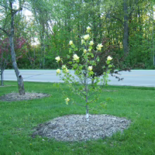 Magnolia 'Lois' (Magnolia) small tree.