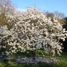 Magnolia 'Manchu Fan' (Magnolia) tree.