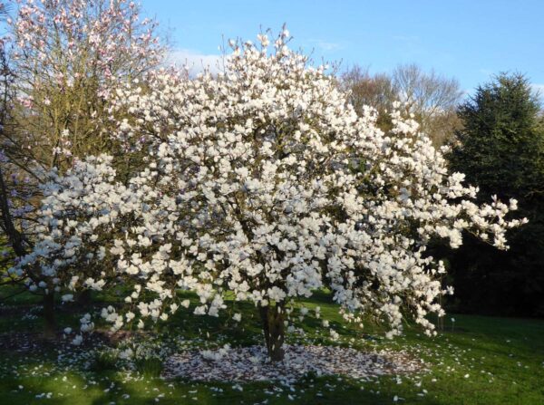 <i>Magnolia</i> 'Manchu Fan' - Image 2