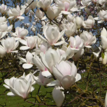 Magnolia 'Manchu Fan' (Magnolia) masses of flowers.