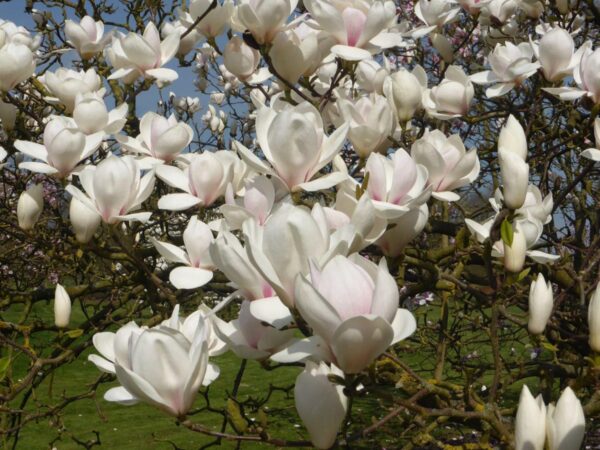 <i>Magnolia</i> 'Manchu Fan' - Image 3