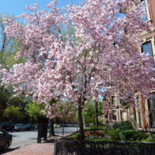 Magnolia 'Milky Way' (Magnolia) tree.