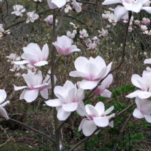 Magnolia 'Milky Way' (Magnolia) branches with flowers.