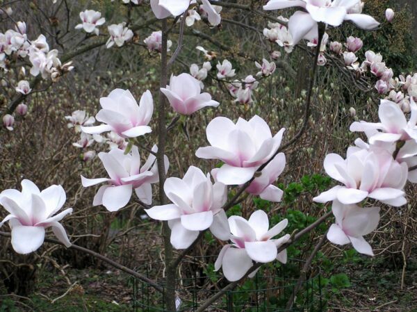 <i>Magnolia</i> 'Milky Way' - Image 3