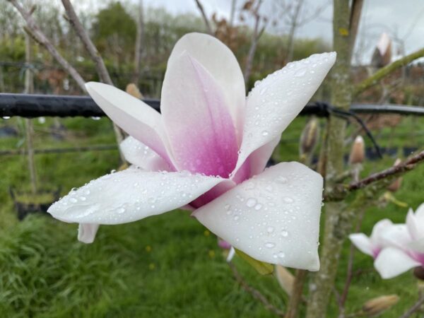 <i>Magnolia</i> 'Milky Way'