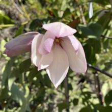 Pale pink magnolia blossom unfurls, showcasing delicate petals with darker pink edges. Green leaves and branches provide a natural backdrop. Spring bloom.