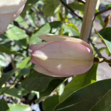 Close-up of a pink-tinged magnolia bud, nestled among glossy green leaves. The flower's delicate petals are tightly furled, hinting at the blossom to come. A vertical stake supports the plant.