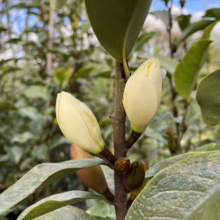 Close-up of two creamy yellow Magnolia buds ready to bloom on a small tree, surrounded by glossy green leaves. The buds are tightly closed, promising a beautiful spring display.