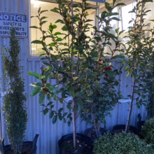 Potted magnolia trees, some with red blooms, stand outside a nursery. A sign reads, "NOTICE: SAFETY IS EVERYBODY'S RESPONSIBILITY." The trees are supported by bamboo stakes.