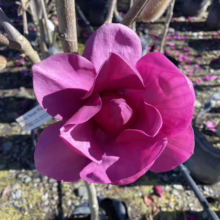 Magnolia 'Royal Purple' (Magnolia) spring flower.