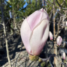 Magnolia 'Serene' (Magnolia) bud.
