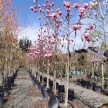 Magnolia 'Serene' (Magnolia) trees at Leafland