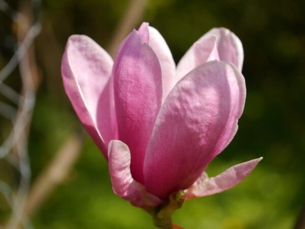 <i>Magnolia</i> 'Shirazz'