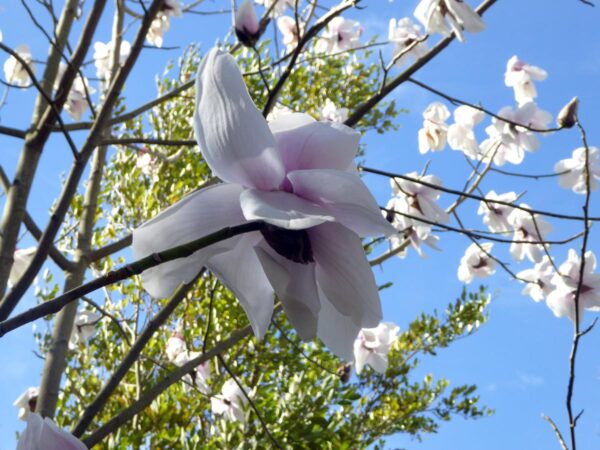 <i>Magnolia</i> 'Sir Harold Hillier' - Image 2