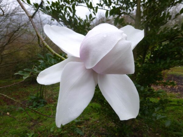 <i>Magnolia</i> 'Sir Harold Hillier'