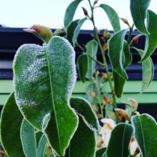Michelia 'Snow Dove' (Evergreen Magnolia) foliage.