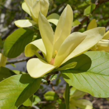 Magnolia 'Solar Flair' (Magnolia) open flower.