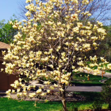 Magnolia 'Solar Flair' (Magnolia) flowering tree.