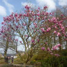 Magnolia 'Star Wars' (Magnolia) older tree in flower.