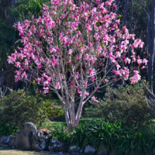 Magnolia 'Star Wars' (Magnolia) tree in flower.