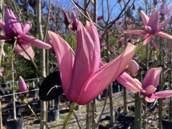 <i>Magnolia</i> 'Star Wars'