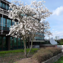 Magnolia stellata (Star Magnolia) tree flowering.