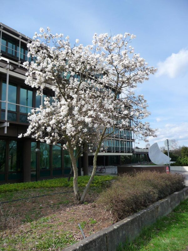 <i>Magnolia stellata</i> - Image 3