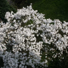 Magnolia stellata (Star Magnolia) branches.