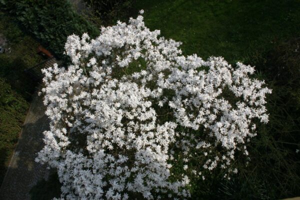 <i>Magnolia stellata</i> - Image 4