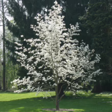 Magnolia stellata (Star Magnolia) in spring.