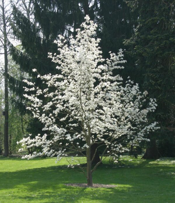 <i>Magnolia stellata</i> - Image 5