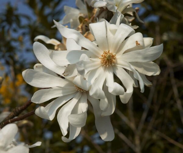 <i>Magnolia stellata</i>